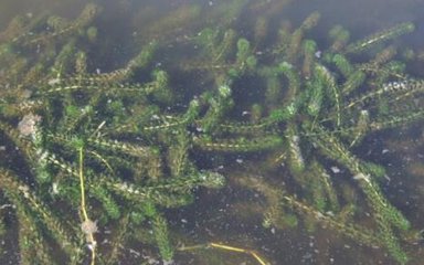 小龙虾喜欢吃什么（哪种龙虾最好吃）