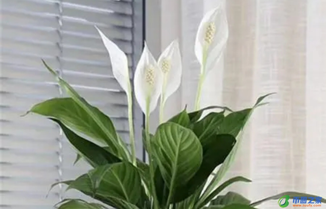 虎皮兰放在卧室好吗（虎皮兰晚上释放氧气还是二氧化碳）9