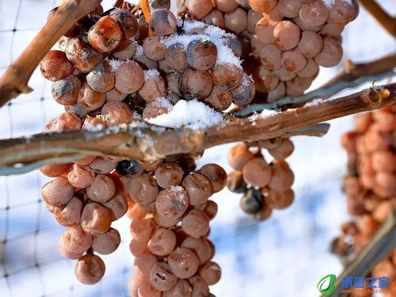 葡萄什么时候成熟(南方葡萄什么时候成熟)