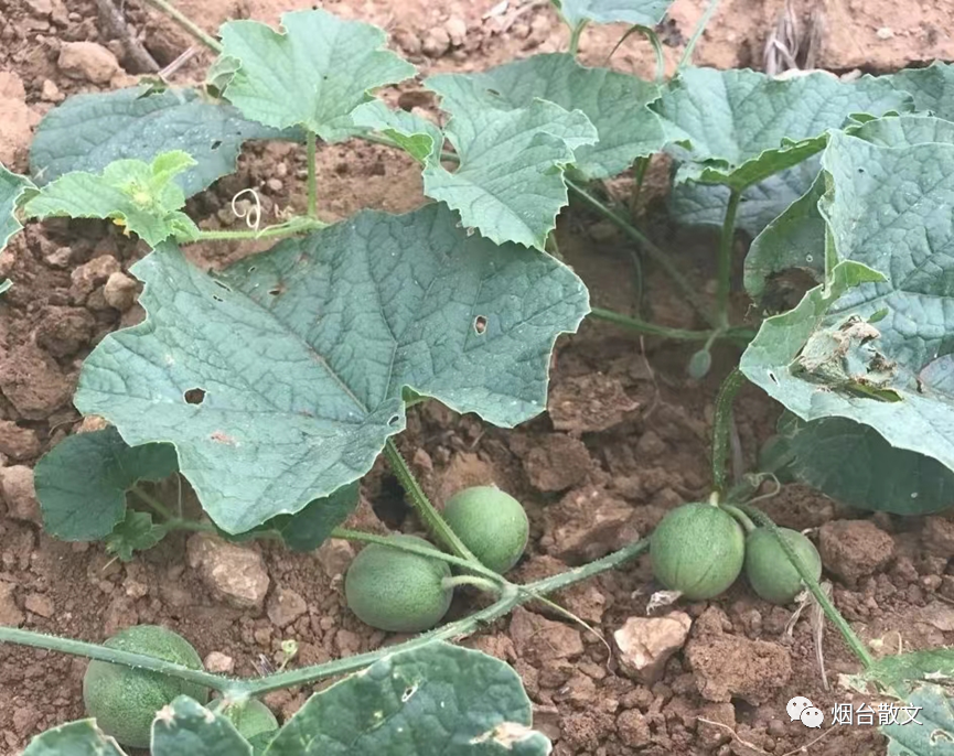 什么地笑填空词语（什么地笑填空词语三个字）