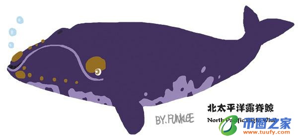 鲸鱼和海豚的区别（鲸鱼和海豚的区别在哪里）