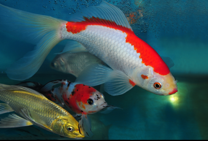 锦鲤混养最佳搭配（鱼缸养锦鲤最忌讳7件事）
