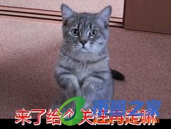 蓝猫怎么看纯不纯（小蓝猫怎么看纯不纯种）