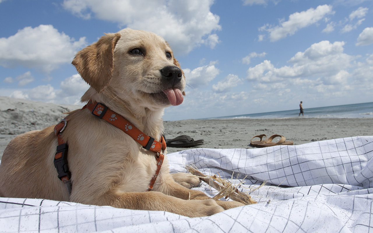 狗狗可以吃红枣吗（狗狗可以吃红枣吗干的）