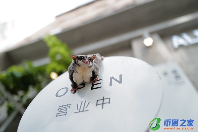 蜜袋鼯多少钱一只（学生党最适合养的宠物）7