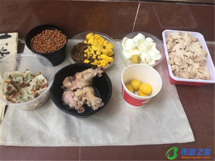 流浪猫喂什么吃的（流浪猫喂什么吃的没有猫粮）