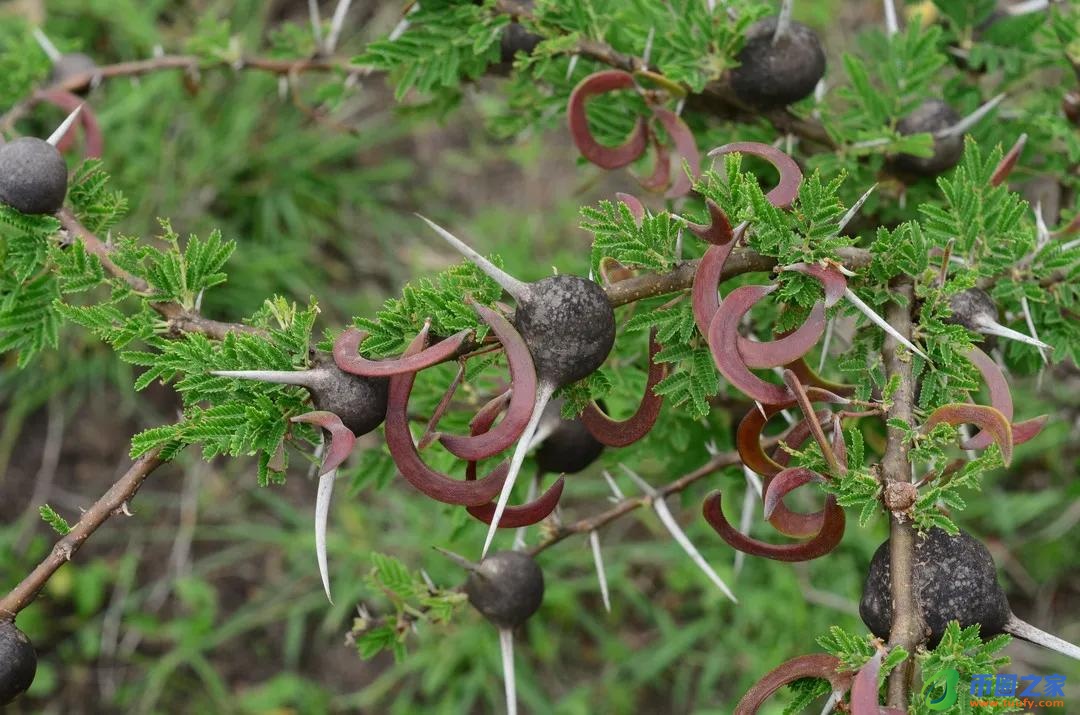 长颈鹿吃什么食物（长颈鹿吃什么食物为生）