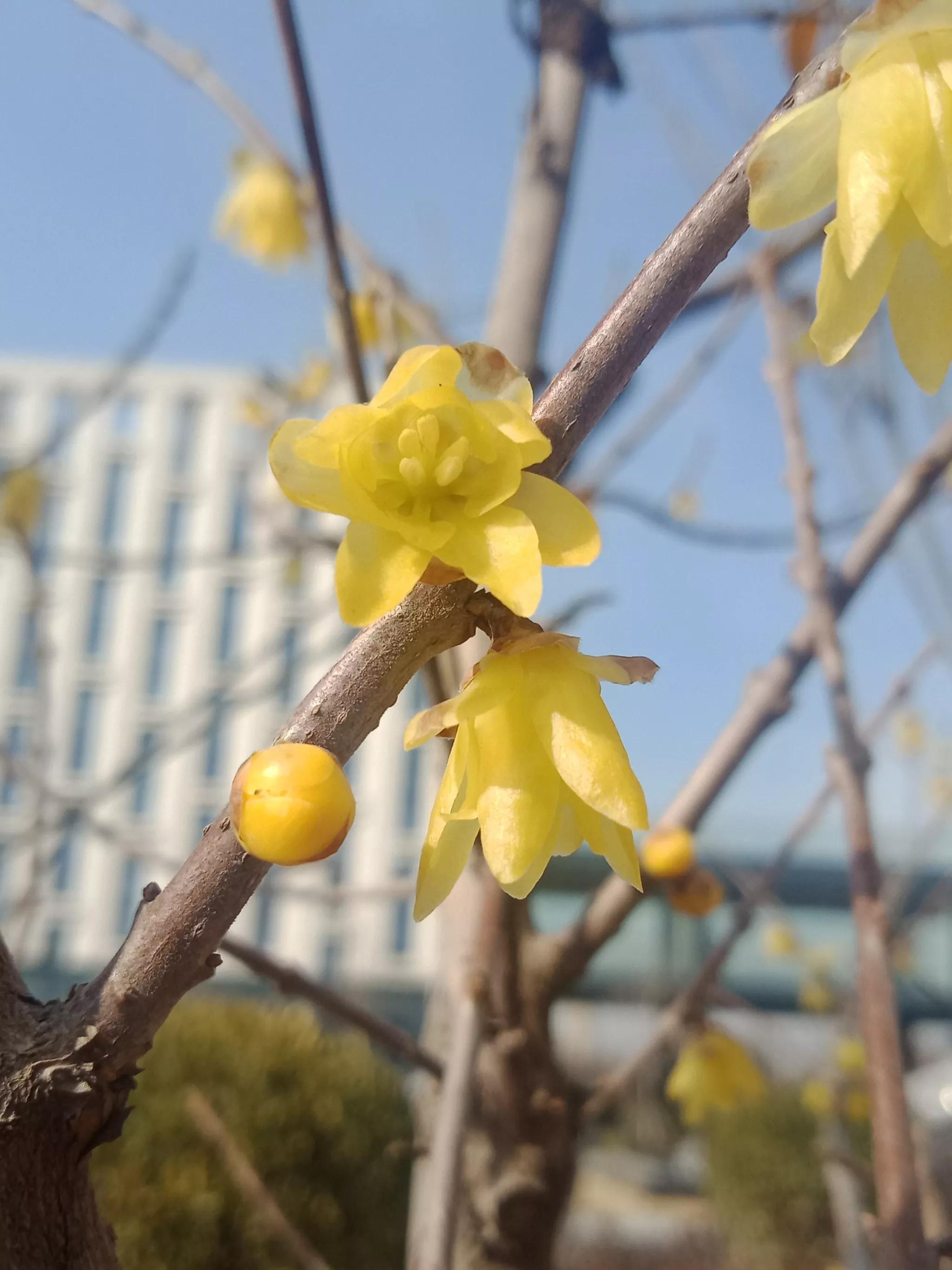 腊梅什么时候开花（红梅和腊梅什么时候开花）