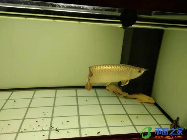 色母片是什么东西（色母片是什么东西代替品）