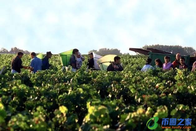 葡萄什么时候成熟(南方葡萄什么时候成熟)