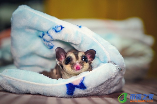 蜜袋鼯多少钱一只（学生党最适合养的宠物）1