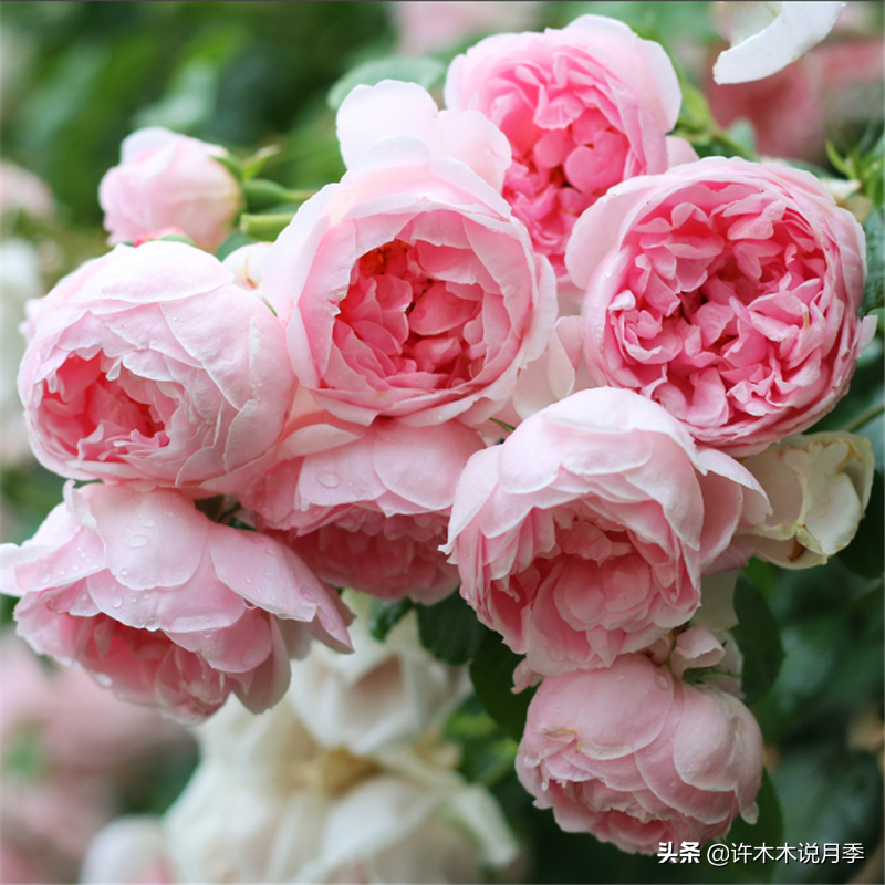 月季红蜘蛛怎么治（月季上的红蜘蛛怎么治）