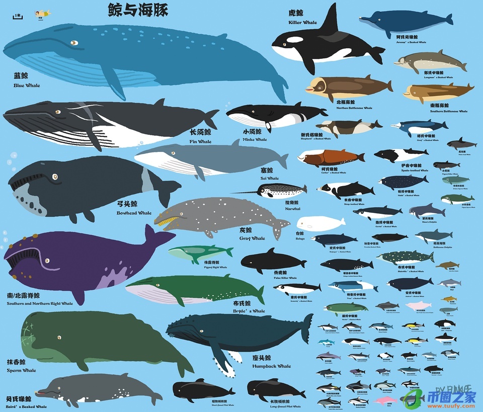 鲸鱼和海豚的区别（鲸鱼和海豚的区别在哪里）