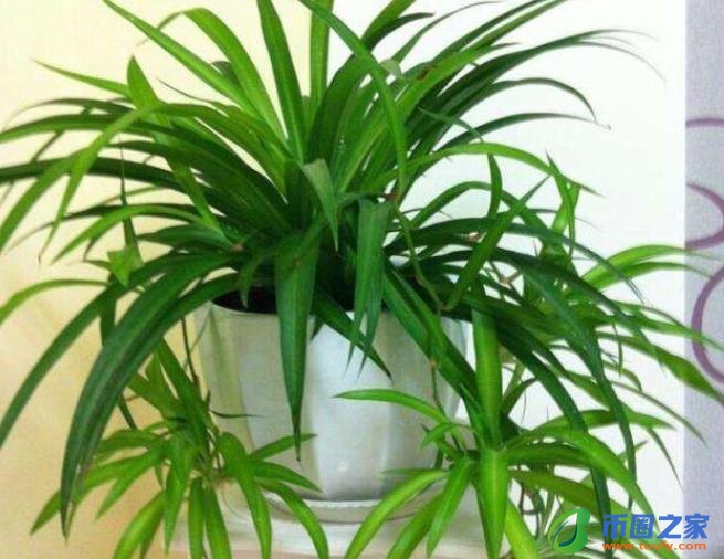 鸡蛋壳怎么做肥料（什么花喜欢鸡蛋壳肥料）