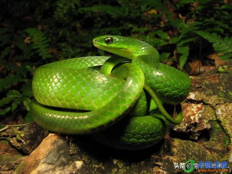 蛇为什么会蜕皮呢（蛇为什么会蜕皮呢视频）