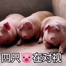 小皮筋是什么意思（女生给你小皮筋是什么意思）