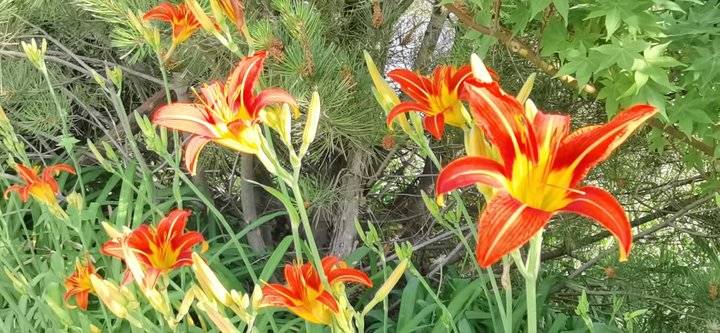 萱草花歌词完整版（萱草花歌词完整版简谱）