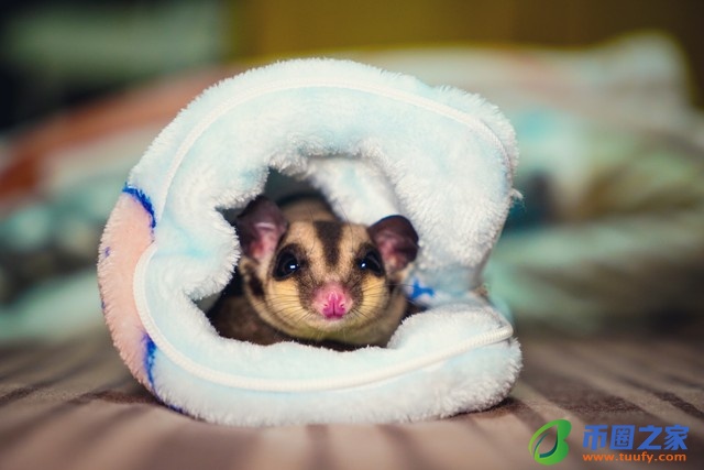 蜜袋鼯多少钱一只（学生党最适合养的宠物）5