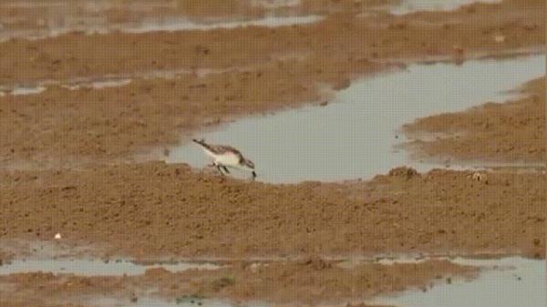 黑色的鸟有哪几种（黑卷尾）