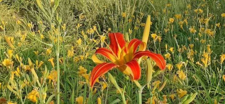 萱草花歌词完整版（萱草花歌词完整版简谱）