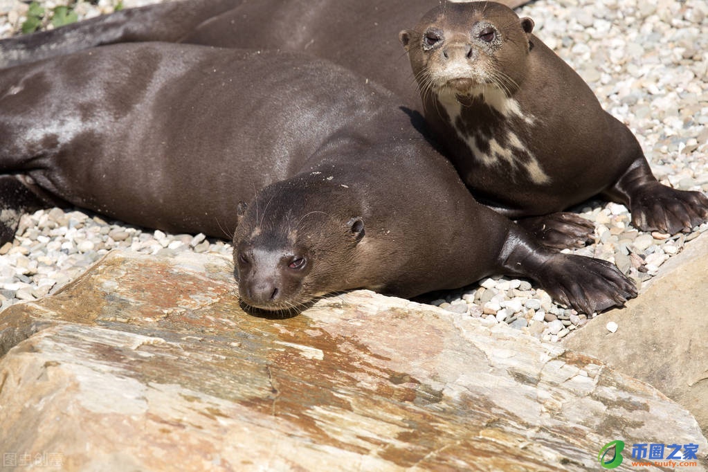 鳄鱼是两栖动物吗（乌龟是两栖动物吗）
