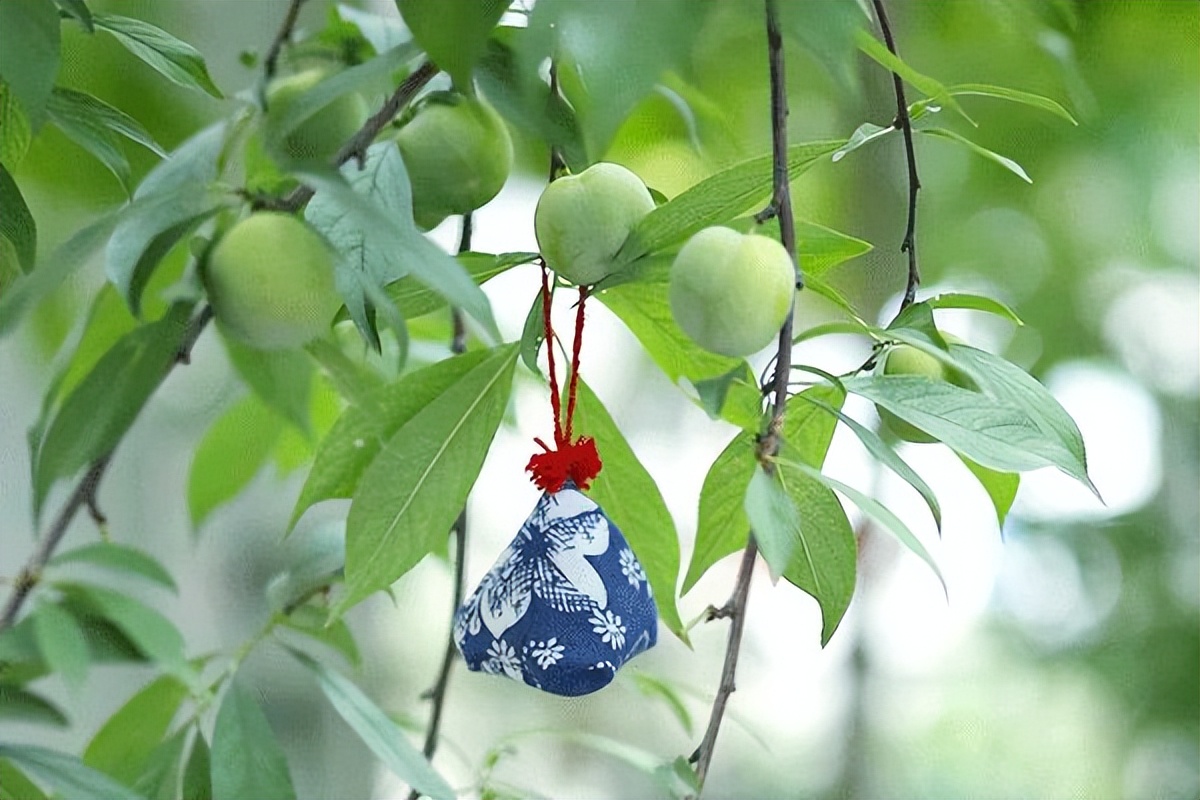 为什么叫端午安康（为啥叫端午安康）19