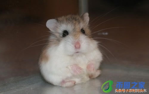 仓鼠公母怎么区分（仓鼠没有跑轮会大约几天死）