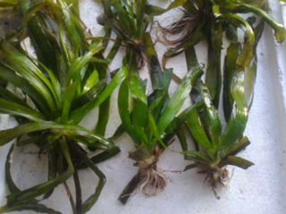 小龙虾喜欢吃什么（哪种龙虾最好吃）