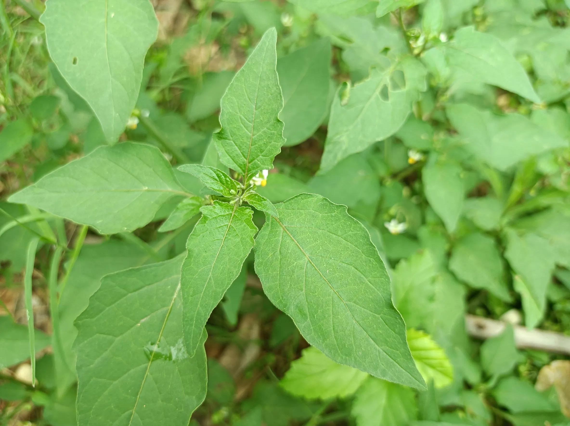 龙葵叶子食用方法(龙葵叶子食用方法 做菜)