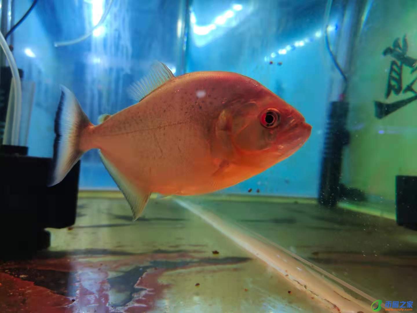 鱼尾巴烂了怎么办（鱼烂尾怎么治疗最快）