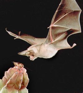 四大仙是什么动物（东北四大仙是什么动物）13