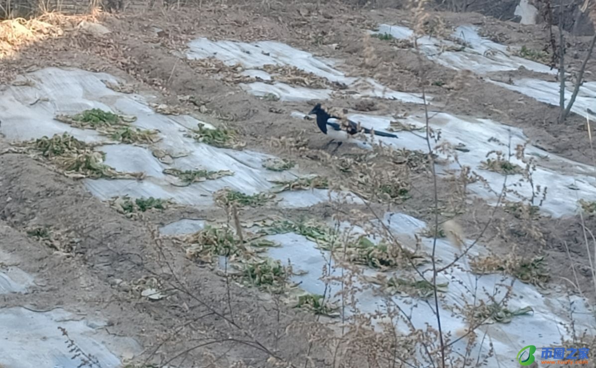 鸟喜欢吃什么食物(伯劳鸟喜欢吃什么食物)