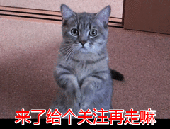 小狗能吃哈密瓜吗（小狗能吃哈密瓜吗为什么）