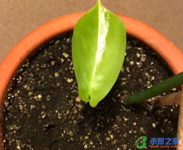 鸡蛋壳怎么做肥料（什么花喜欢鸡蛋壳肥料）