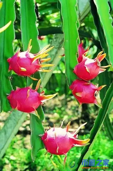 供品一般买几样东西（供佛最怕三种水果）