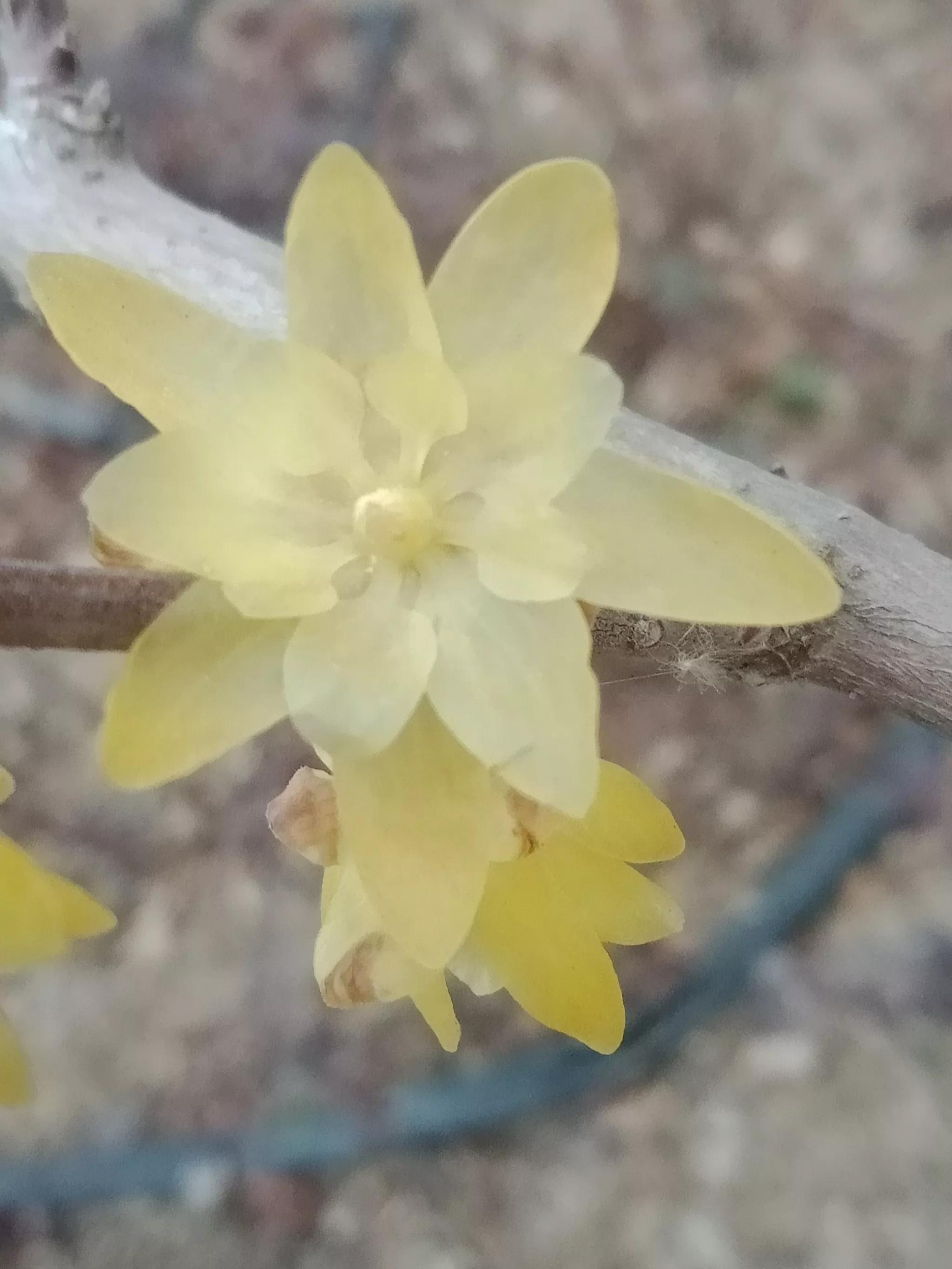 腊梅什么时候开花（红梅和腊梅什么时候开花）