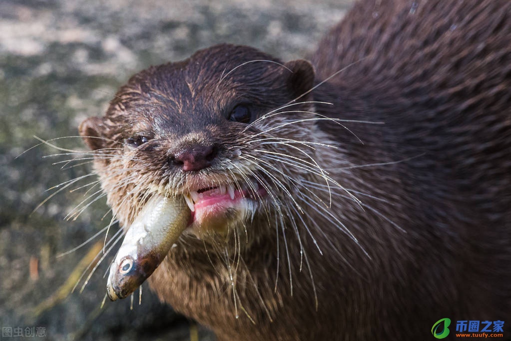 鳄鱼是两栖动物吗（乌龟是两栖动物吗）