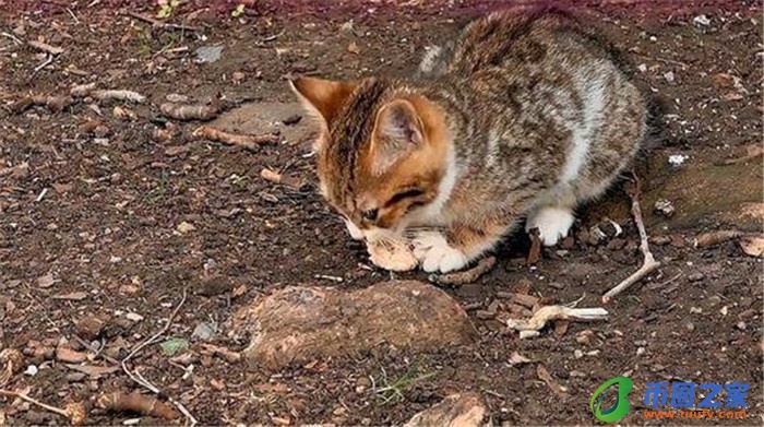 流浪猫喂什么吃的（流浪猫喂什么吃的没有猫粮）
