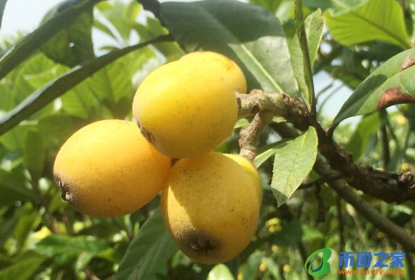 枇杷的读音是什么（枇杷的正确读音）