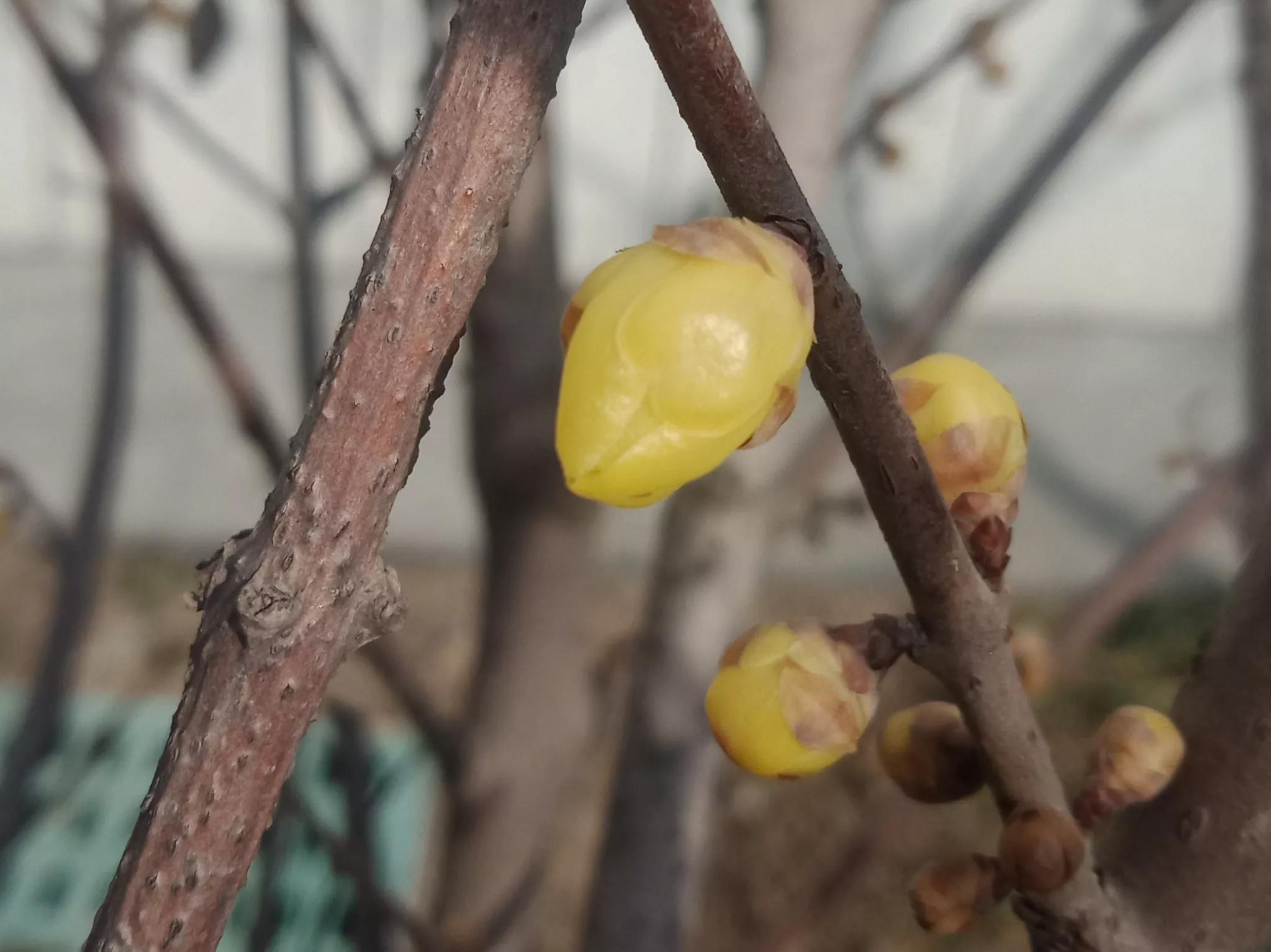 腊梅什么时候开花（红梅和腊梅什么时候开花）