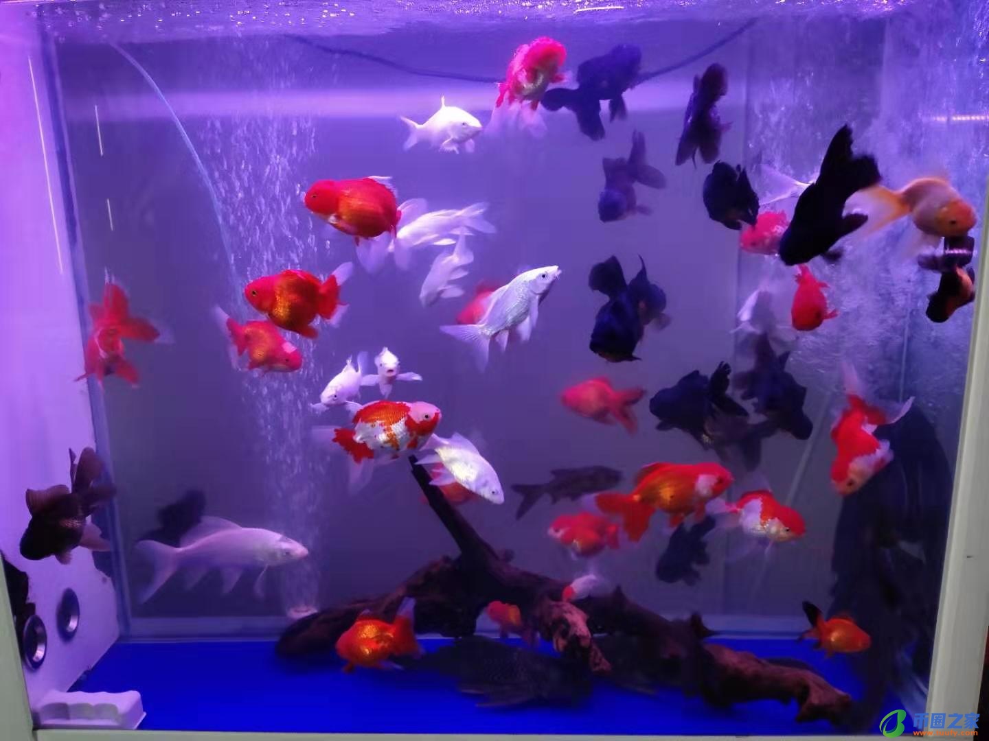 鱼尾巴烂了怎么办（鱼烂尾怎么治疗最快）