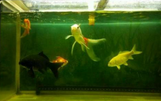 锦鲤混养最佳搭配（鱼缸养锦鲤最忌讳7件事）