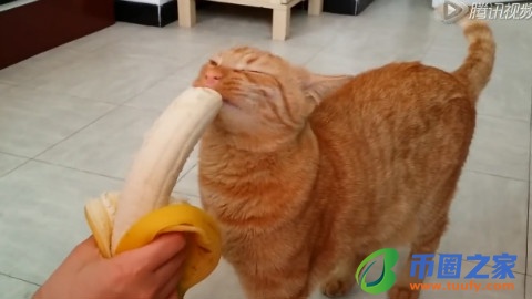 猫可以吃什么水果（猫咪恨主人的十种表现）2