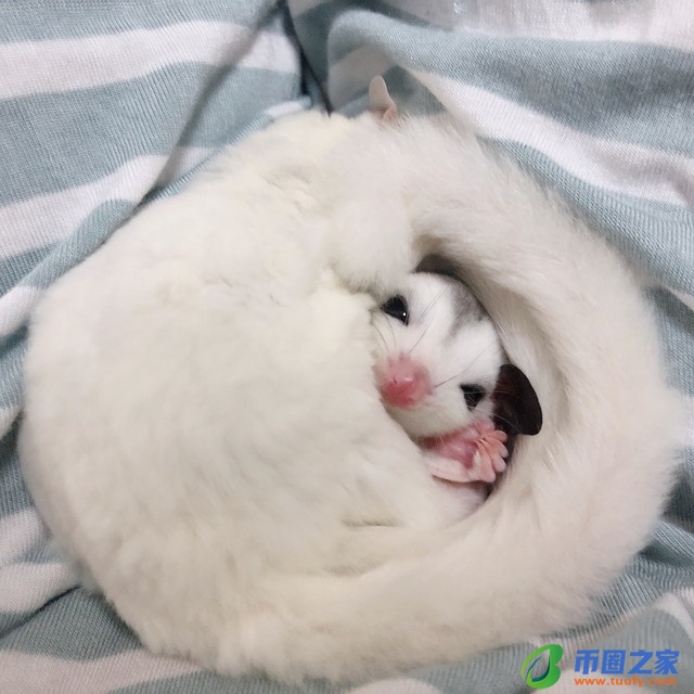 蜜袋鼯多少钱一只（学生党最适合养的宠物）9