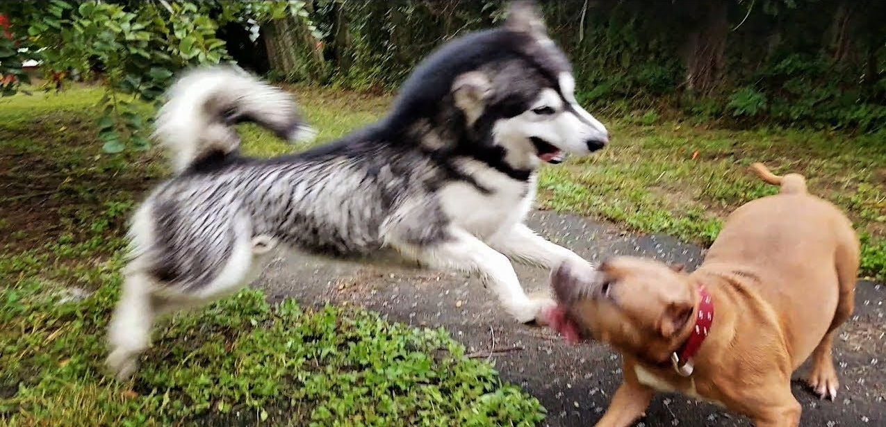 哈士奇和阿拉斯加（哈士奇和阿拉斯加生的小狗）