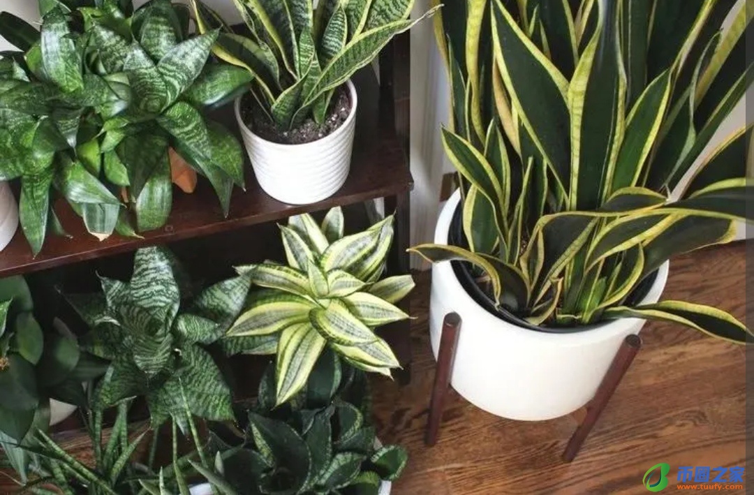 虎皮兰放在卧室好吗（虎皮兰晚上释放氧气还是二氧化碳）
