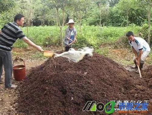 放线菌的繁殖方式（放线菌的繁殖方式主要是颜值）