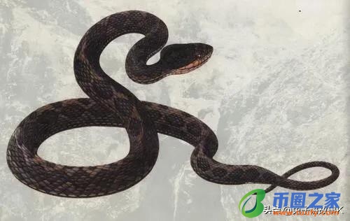 蛇为什么会蜕皮呢（蛇为什么会蜕皮呢视频）