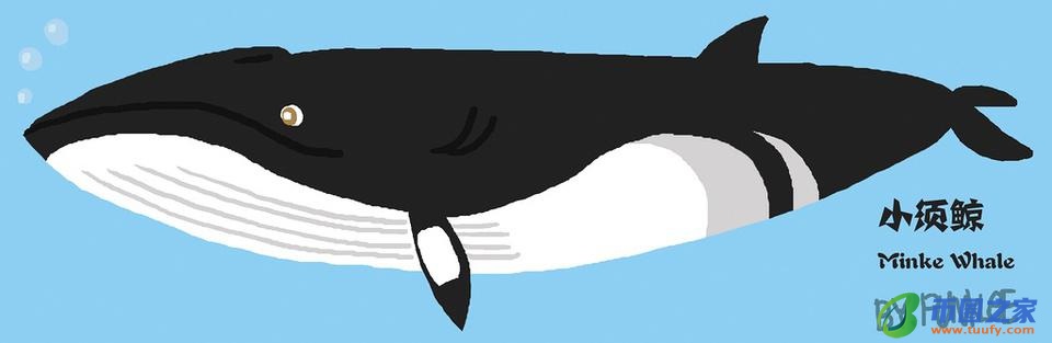鲸鱼和海豚的区别（鲸鱼和海豚的区别在哪里）