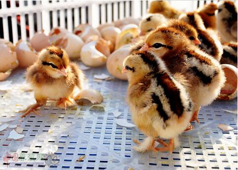 小鸡温度要多少度（1至40天小鸡温度表）